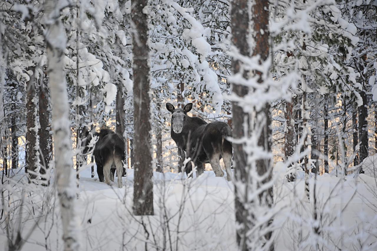 Hostel Finnmyrten Juoksengi Buitenkant foto